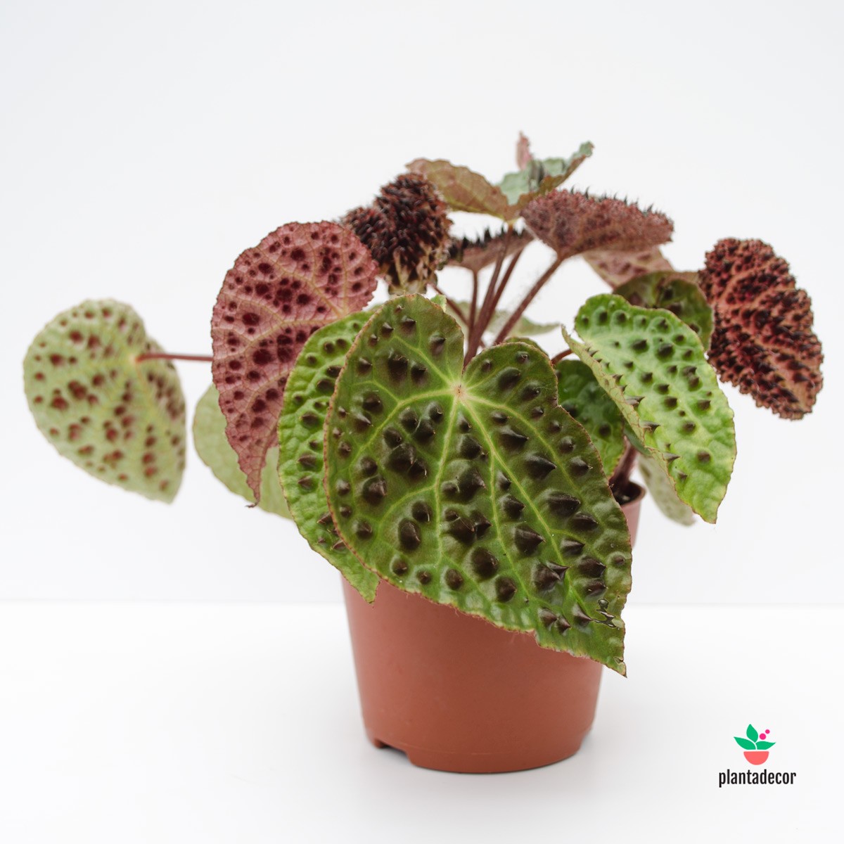 begonia feroz