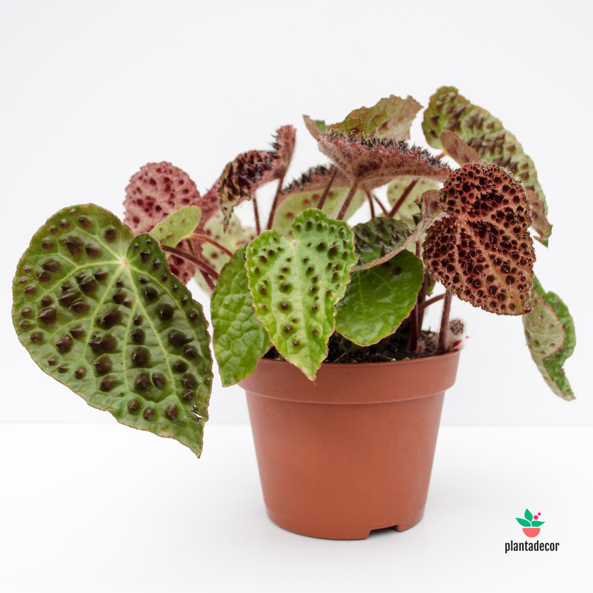 begonia ferox