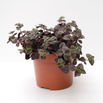 Crassula Marginalis Rubra