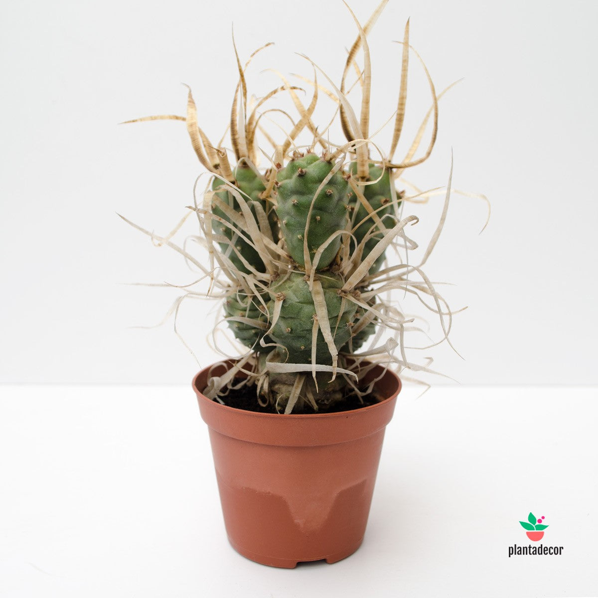 Opuntia Papyracantha
