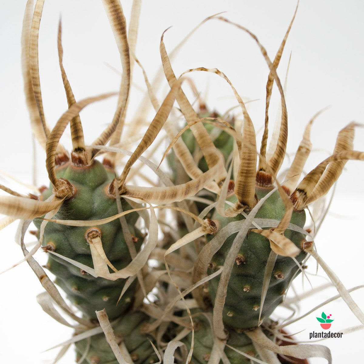 Opuntia Papyracantha