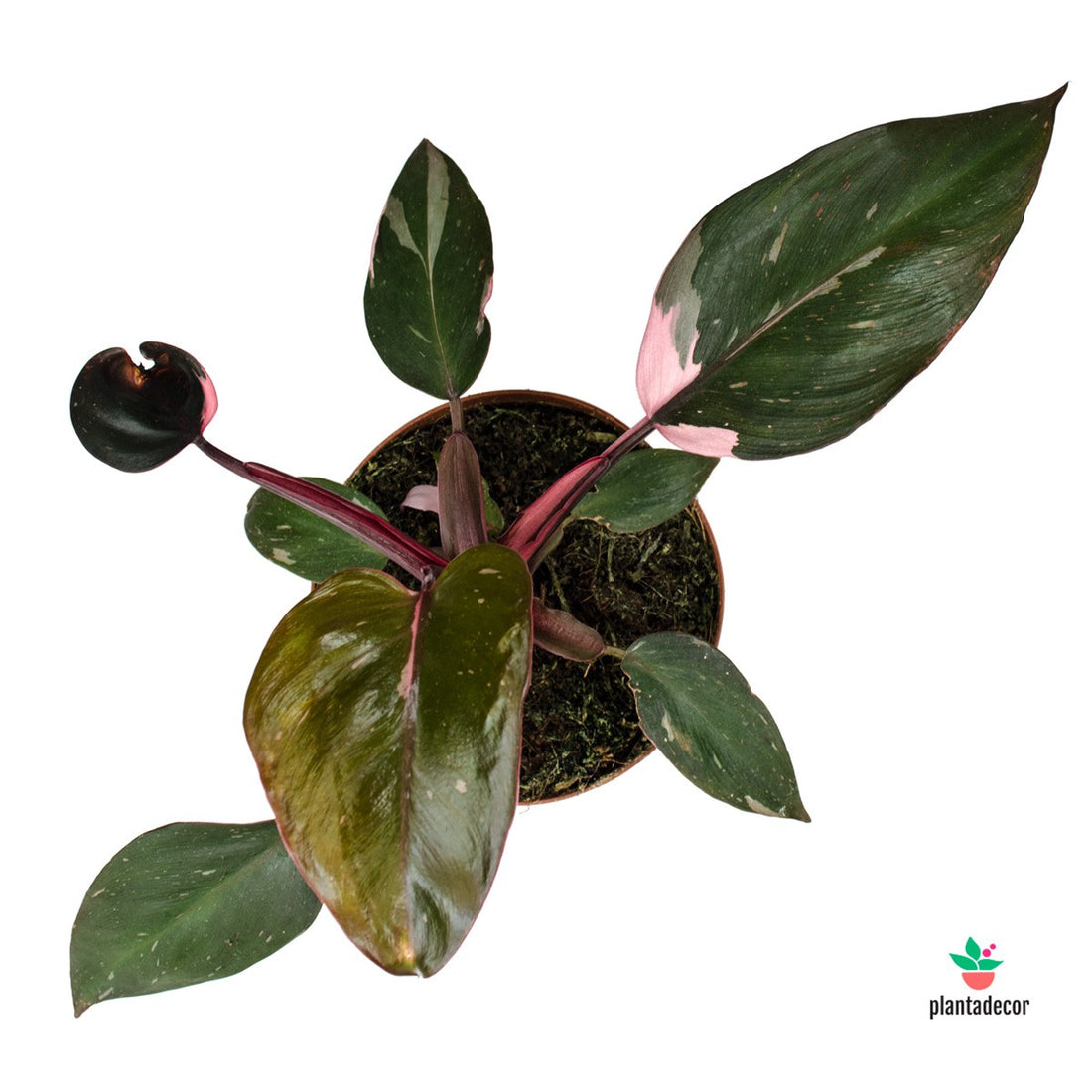 Philodendron Pink Princess