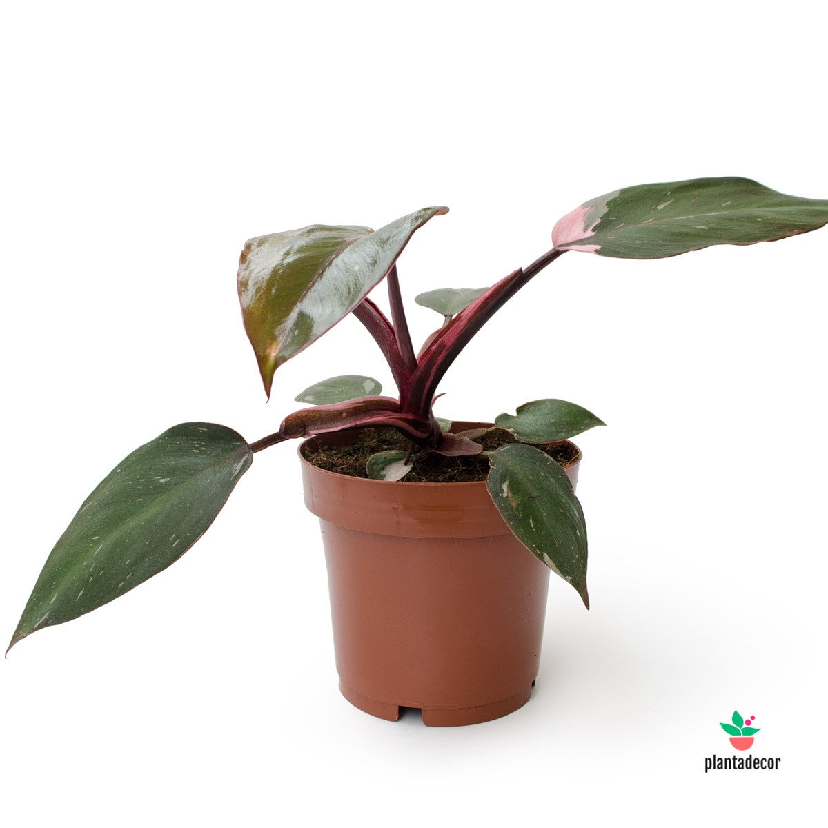 philodendron rosa comprar