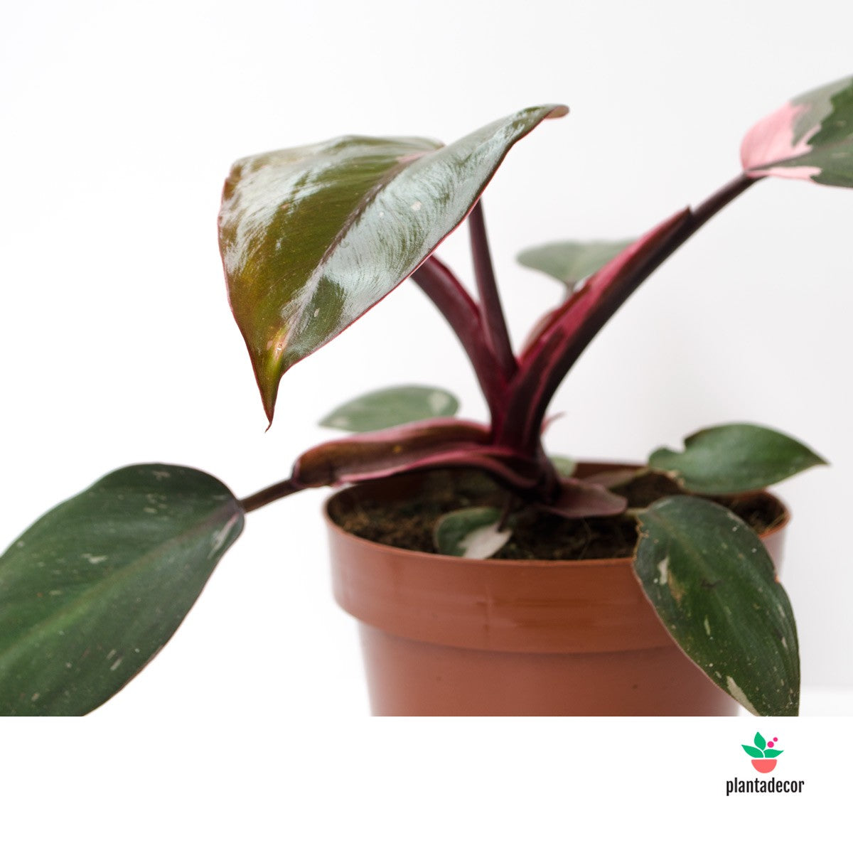 Philodendron Pink Princess comprar