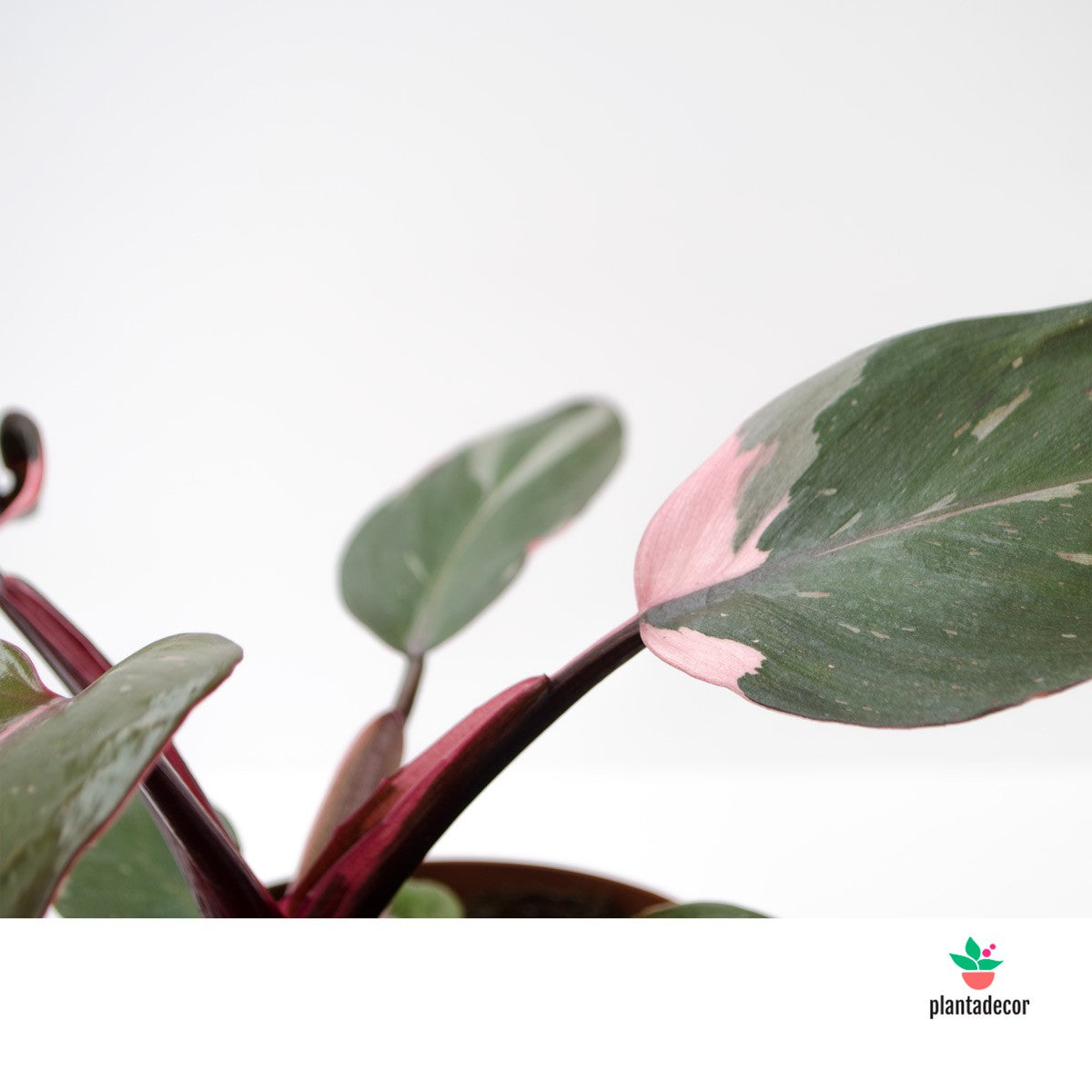 philodendron rosa