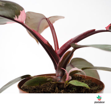 Philodendron Pink Princess