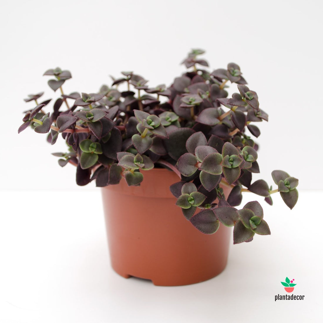 comprar Crassula Marginalis Rubra