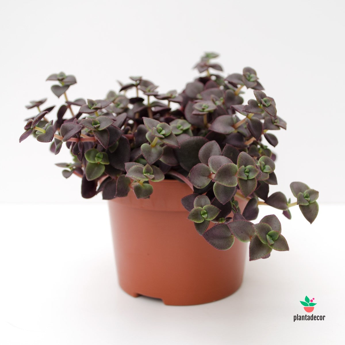 comprar Crassula Marginalis Rubra