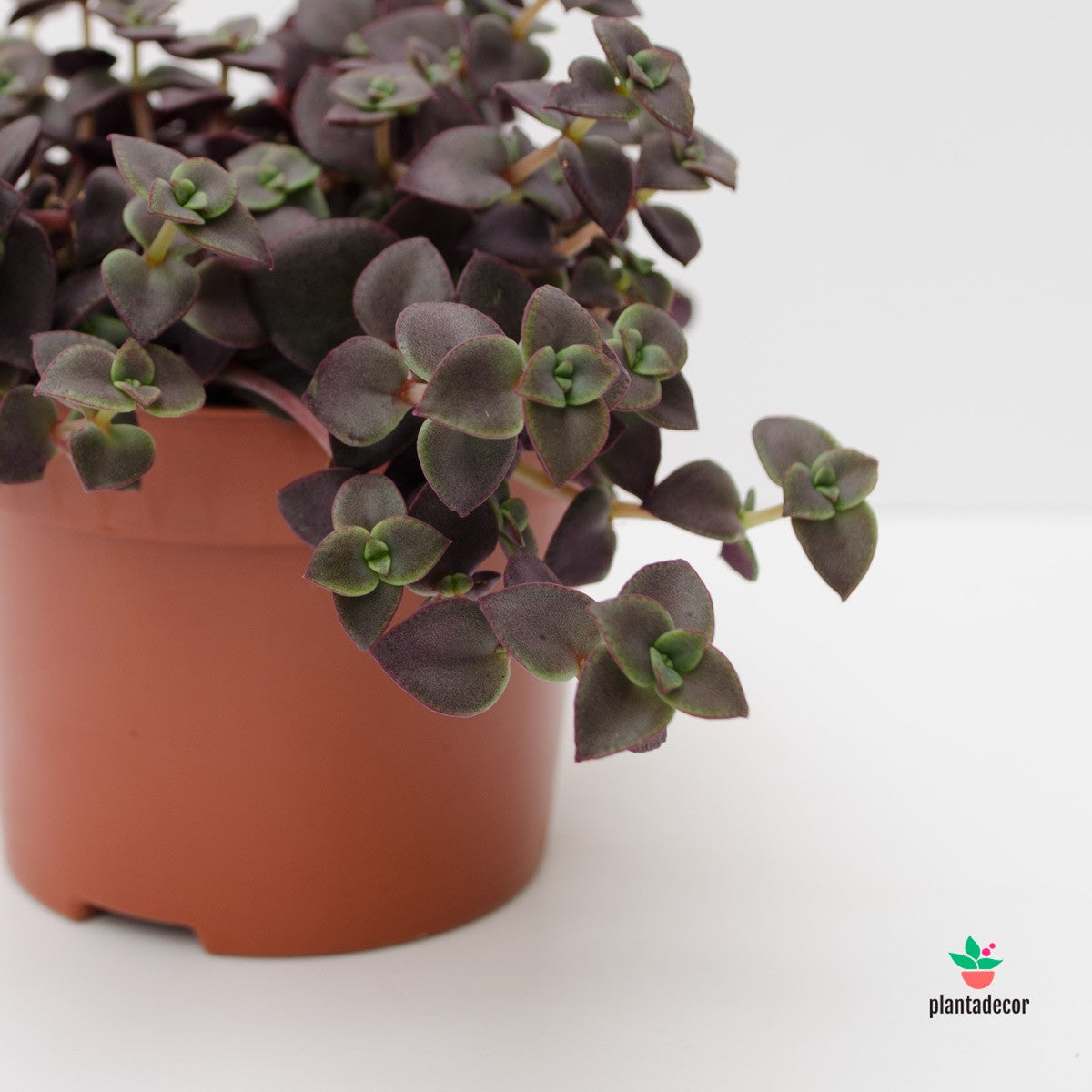 crassula marginalis morada