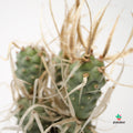 opuntia papiracanta