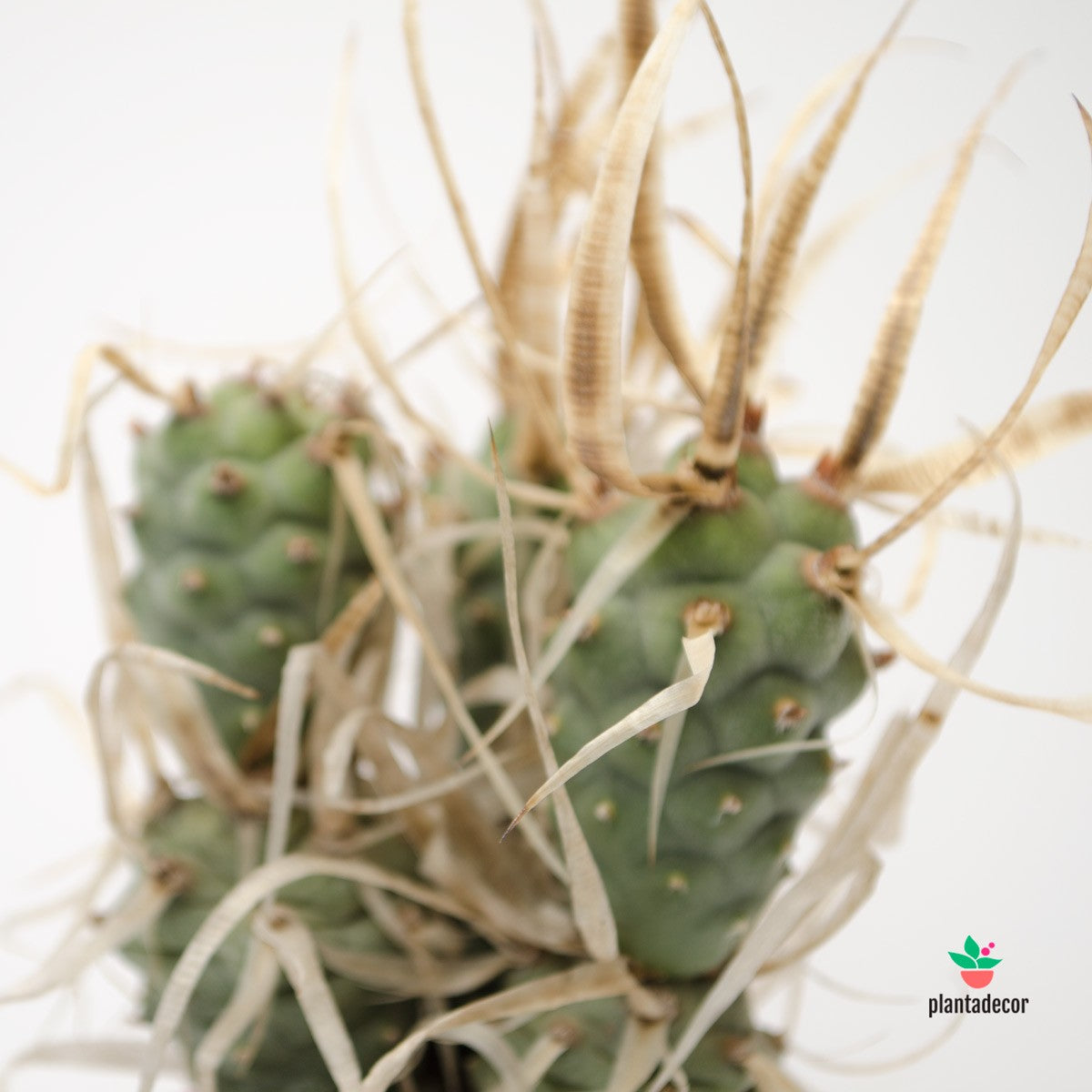 opuntia papiracanta
