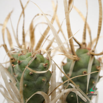 Tephrocactus Articulatus var. Papyracanthus