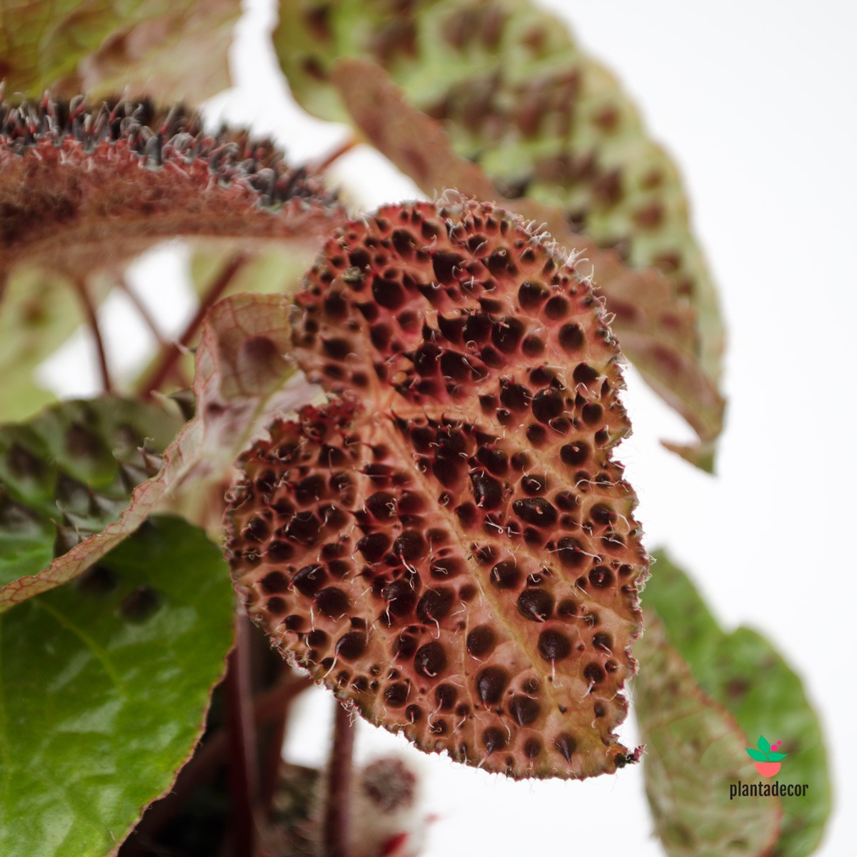 begonia ferox comprar