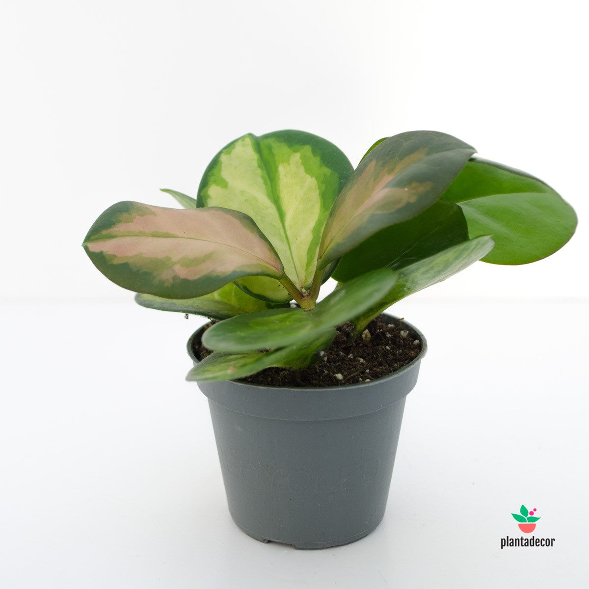 Hoya 'Krimson Princess' - Mini