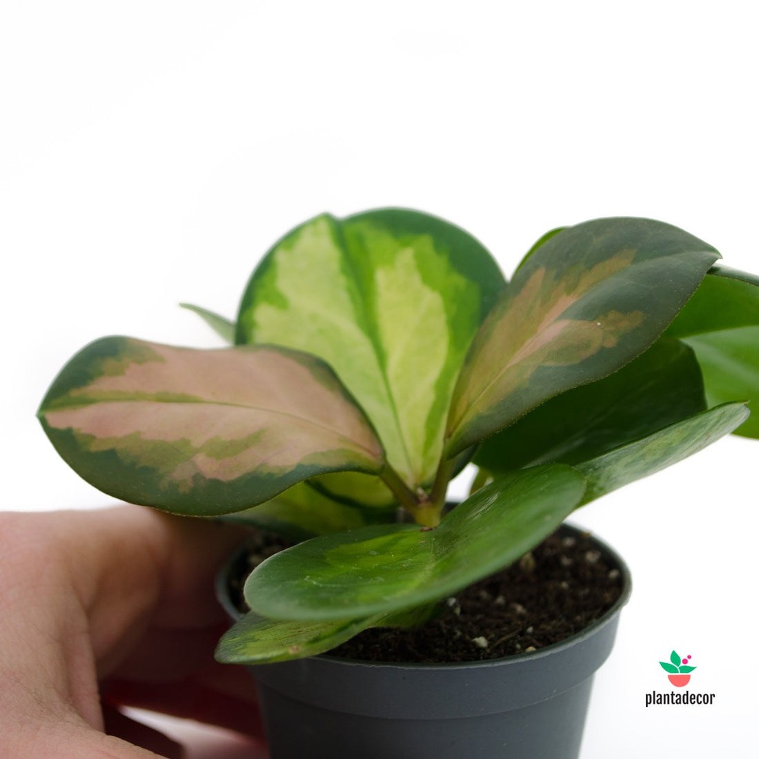 Hoya Australis Tenuipes 'Lisa'