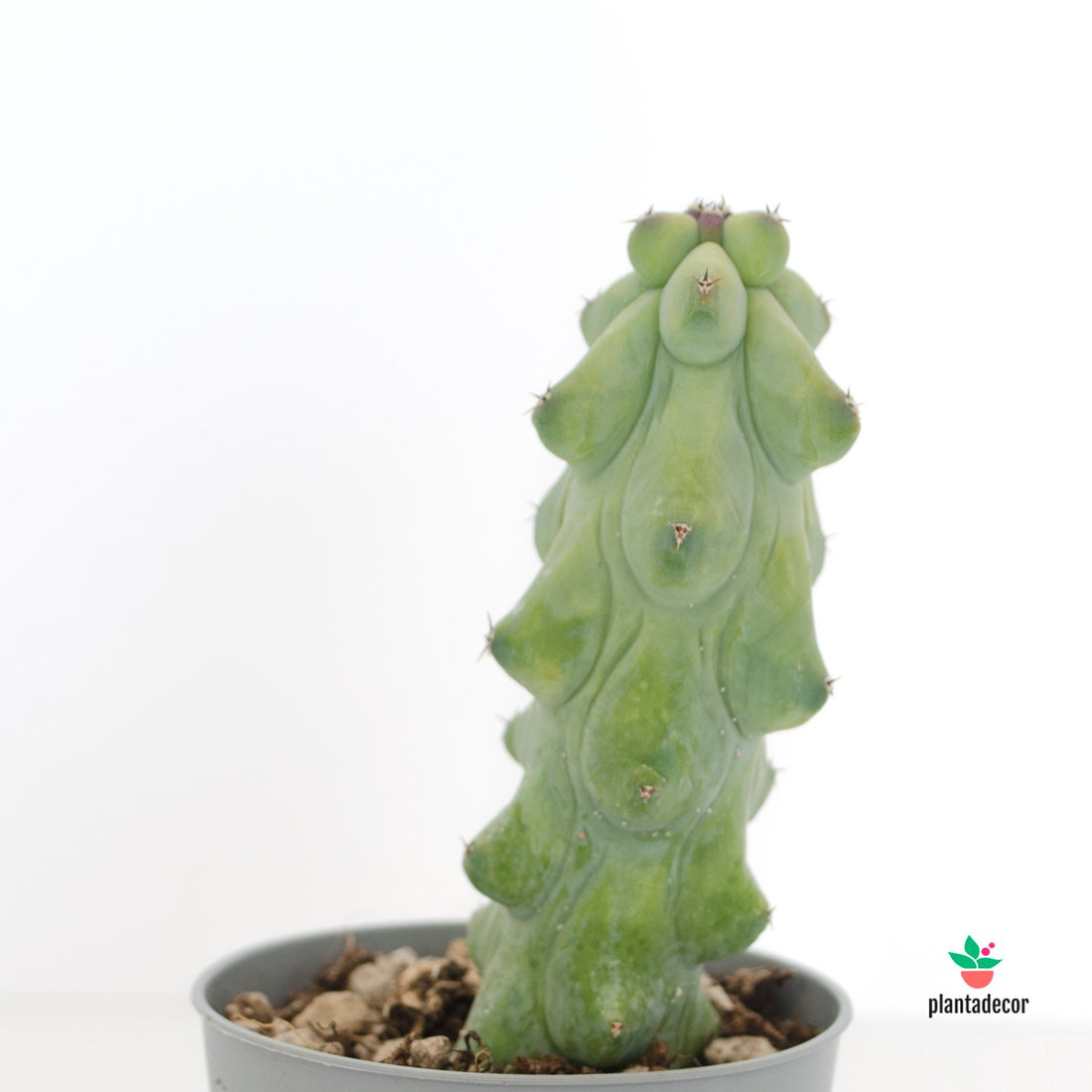 comprar cactus raro españa