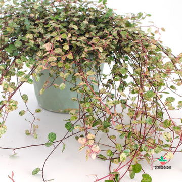 Muehlenbeckia  Pink Camouflage