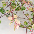 Muehlenbeckia Camouflage