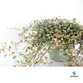 Muehlenbeckia Camouflage comprar españa