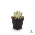 Euphorbia Variegata