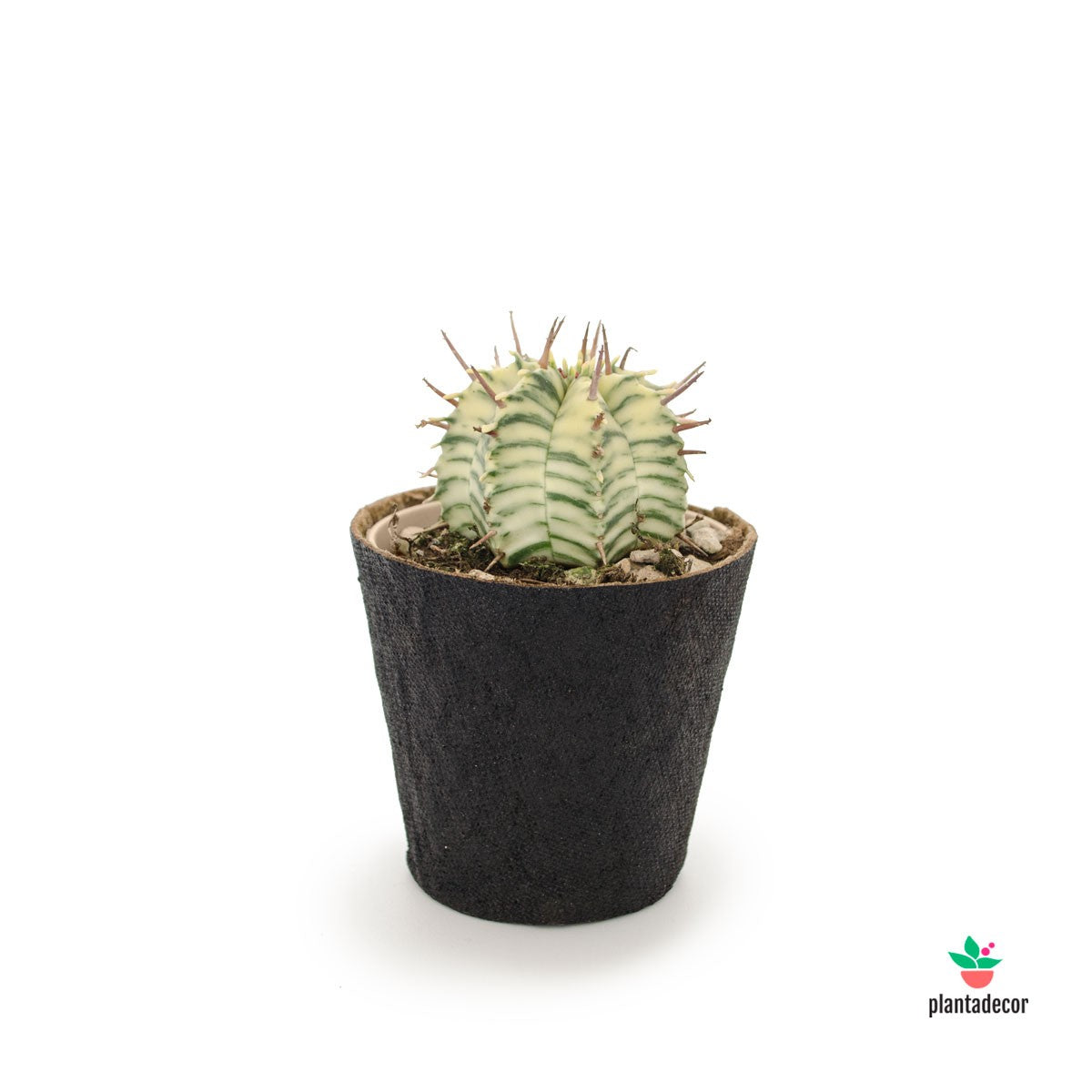 Euphorbia Variegata