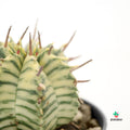 Meloformis