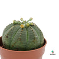 Euphorbia Obesa Mini