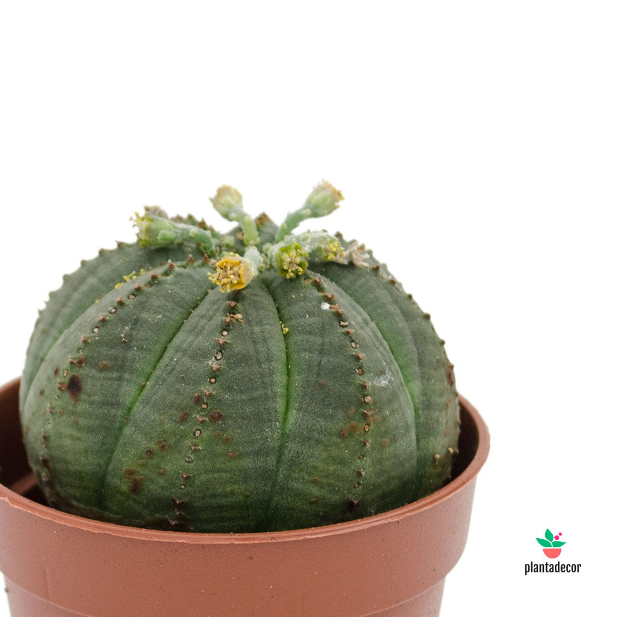 Euphorbia Obesa Mini