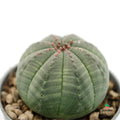 comprar Euphorbia Obesa