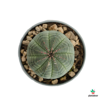 Euphorbia Obesa M-6,50 cm