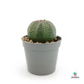 Euphorbia Obesa  españa