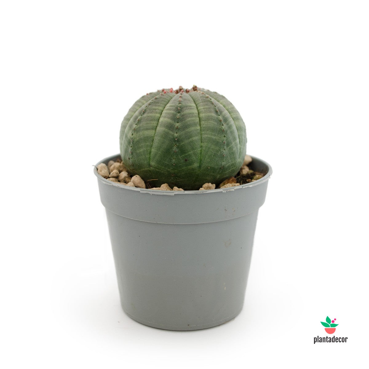 Euphorbia Obesa  españa