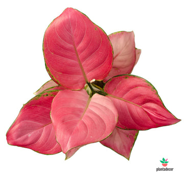 Aglaonema Pink Star / Pink Anyamanee