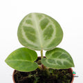 Planta Anthurium Crystallinum Silver Blush