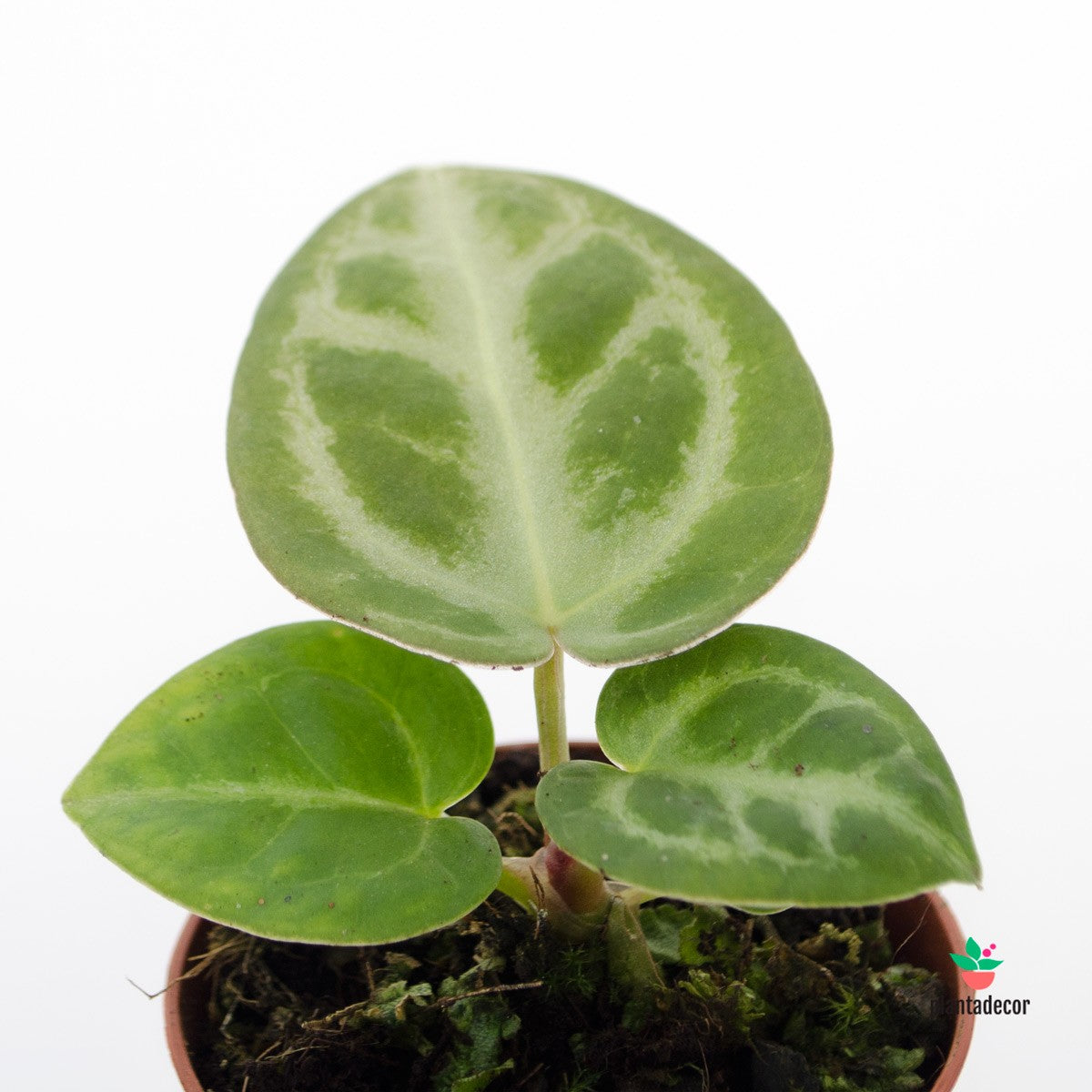 Planta Anthurium Crystallinum Silver Blush