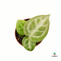 Anthurium Crystallinum Silver Blush