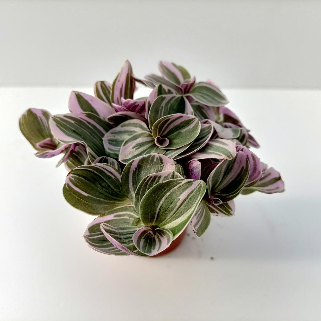 Tradescantia Cerinthoides Sweetness comprar