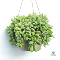 Cotyledon Pendens