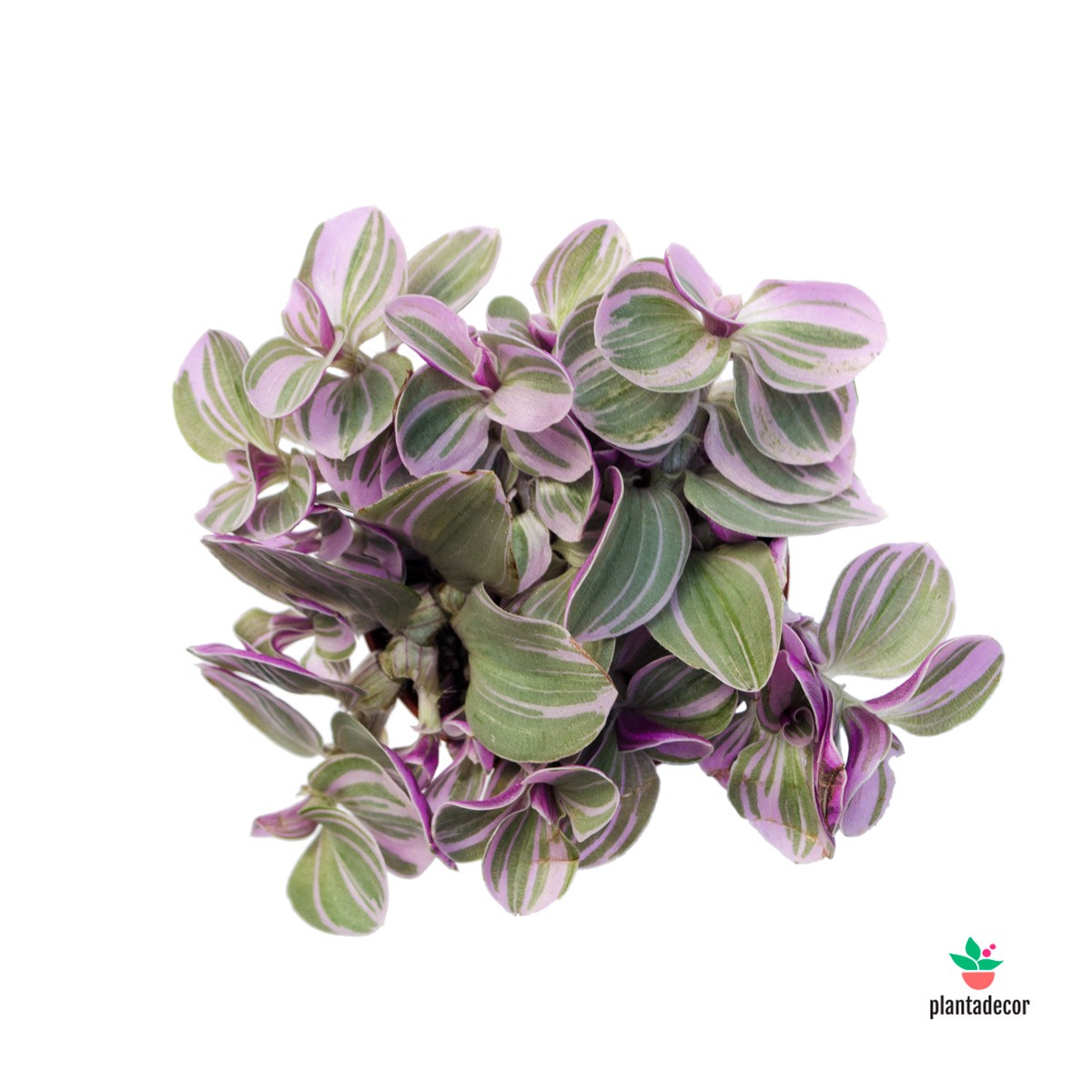 Tradescantia Cerinthoides Sweetness