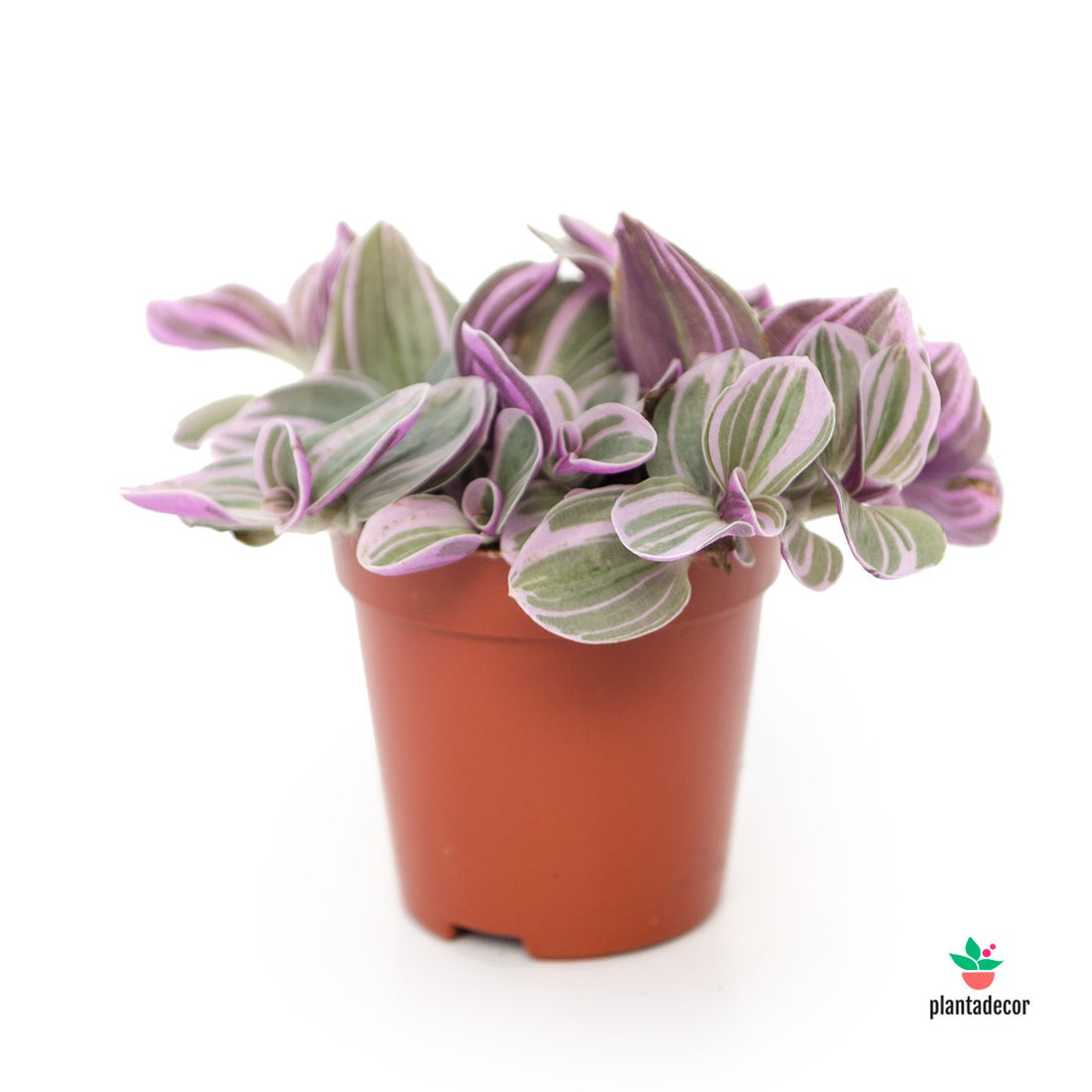 Tradescantia Cerinthoides Sweetness comprar