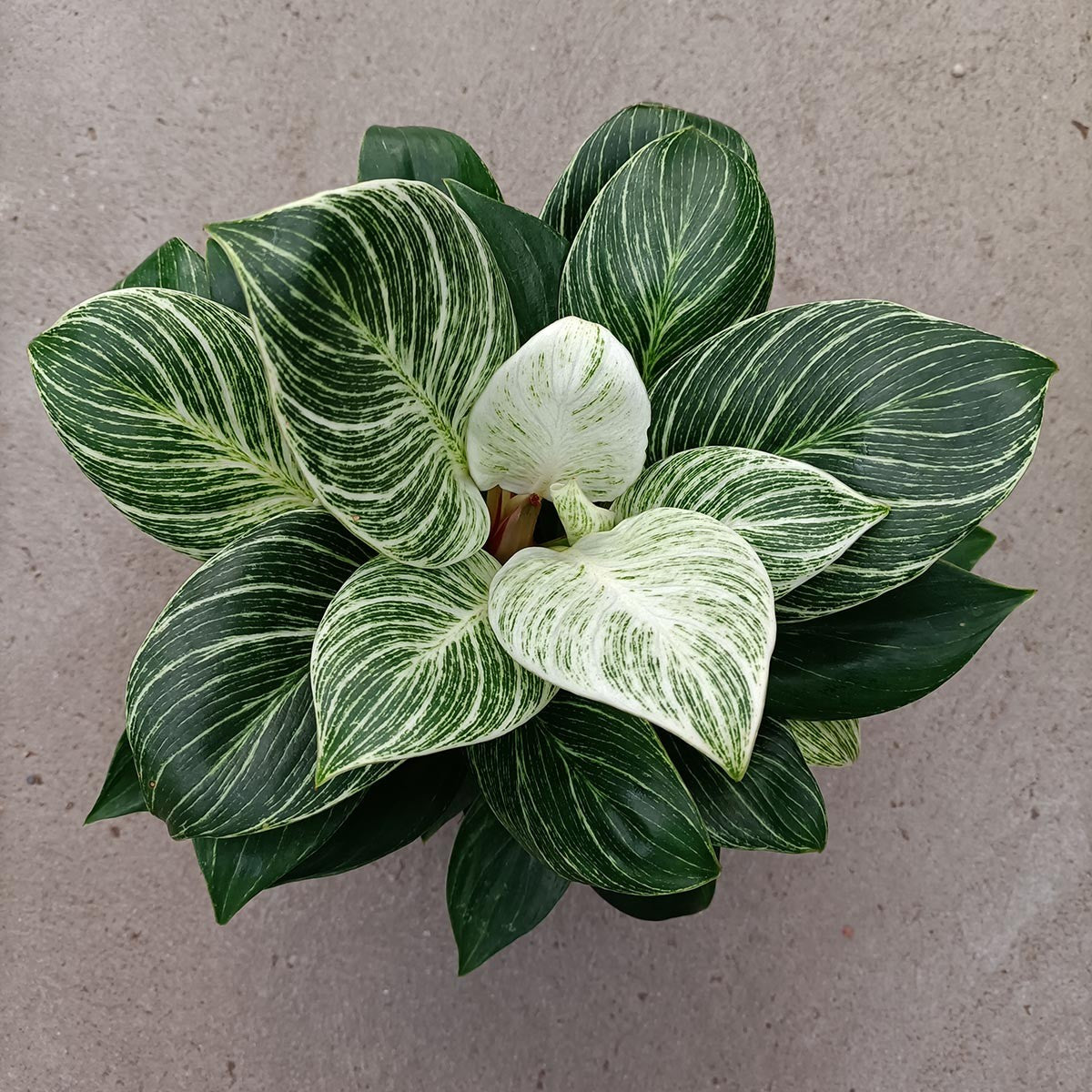 Comprar 
Philodendron White Measure