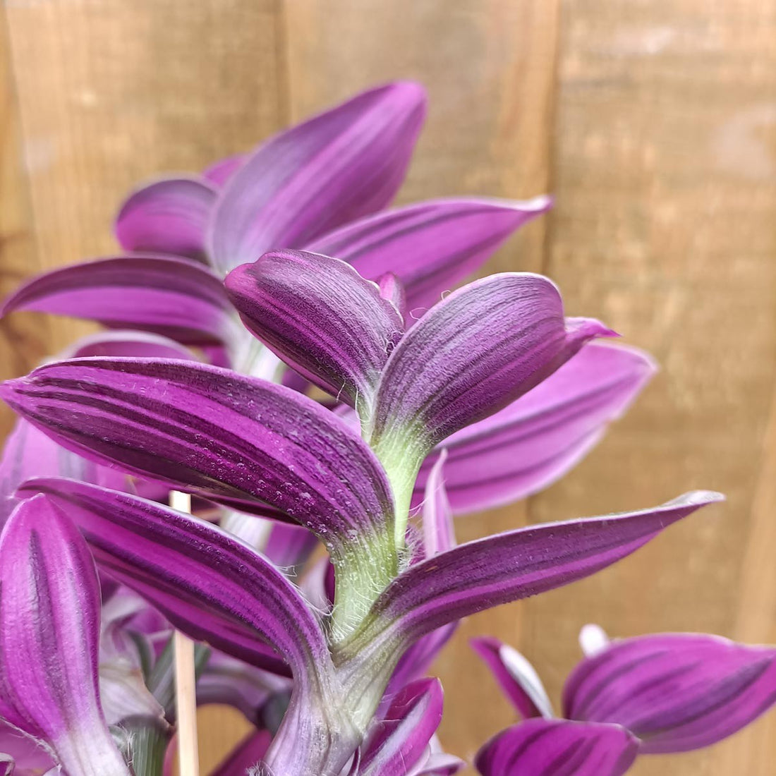 Tradescantia Albiflora "Nanouk"