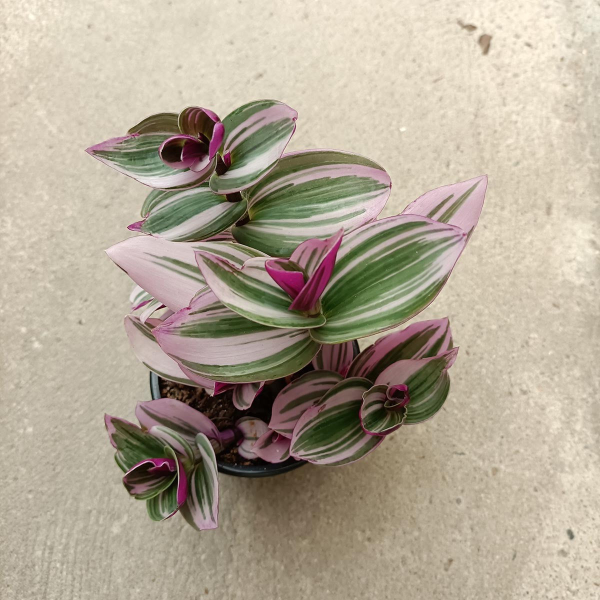 Tradescantia Albiflora "Nanouk"