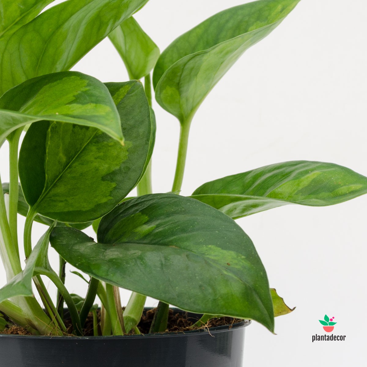 Epipremnum Aureum 'Global Green'