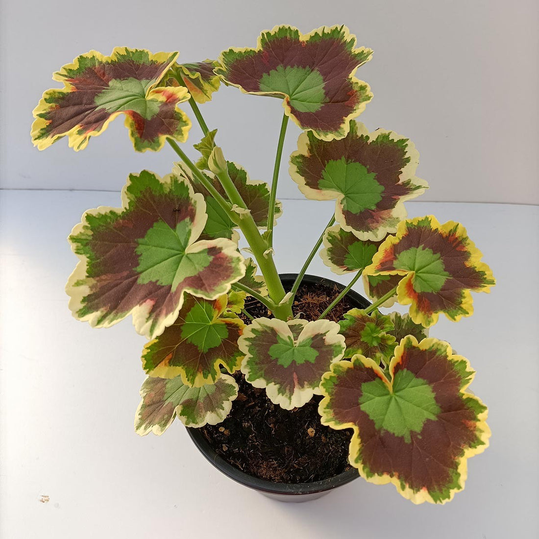 Pelargonium x Hortorum "Mrs. Pollock"