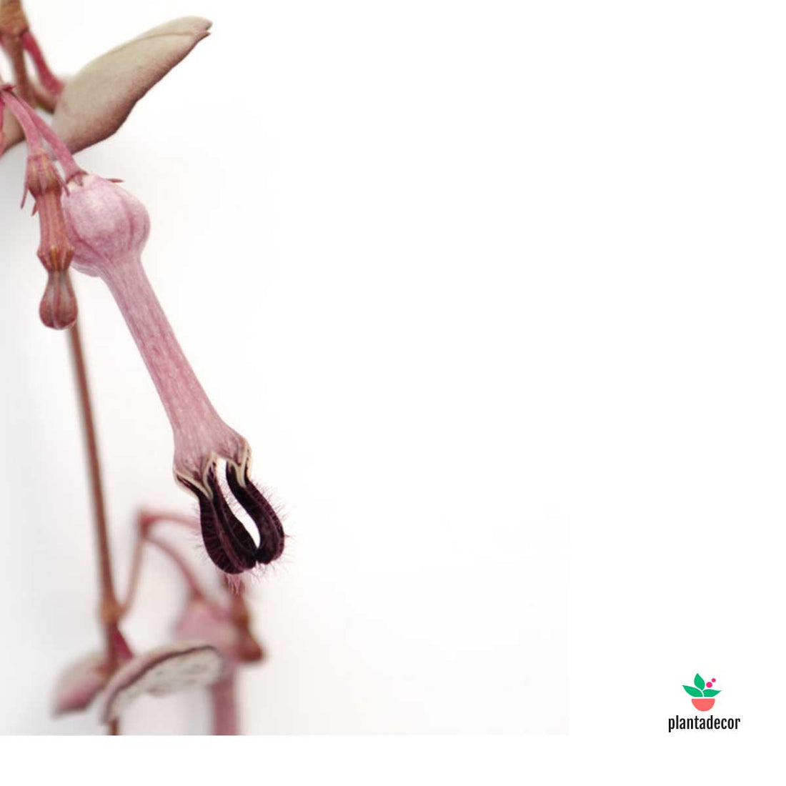 Ceropegia Variegated Extra