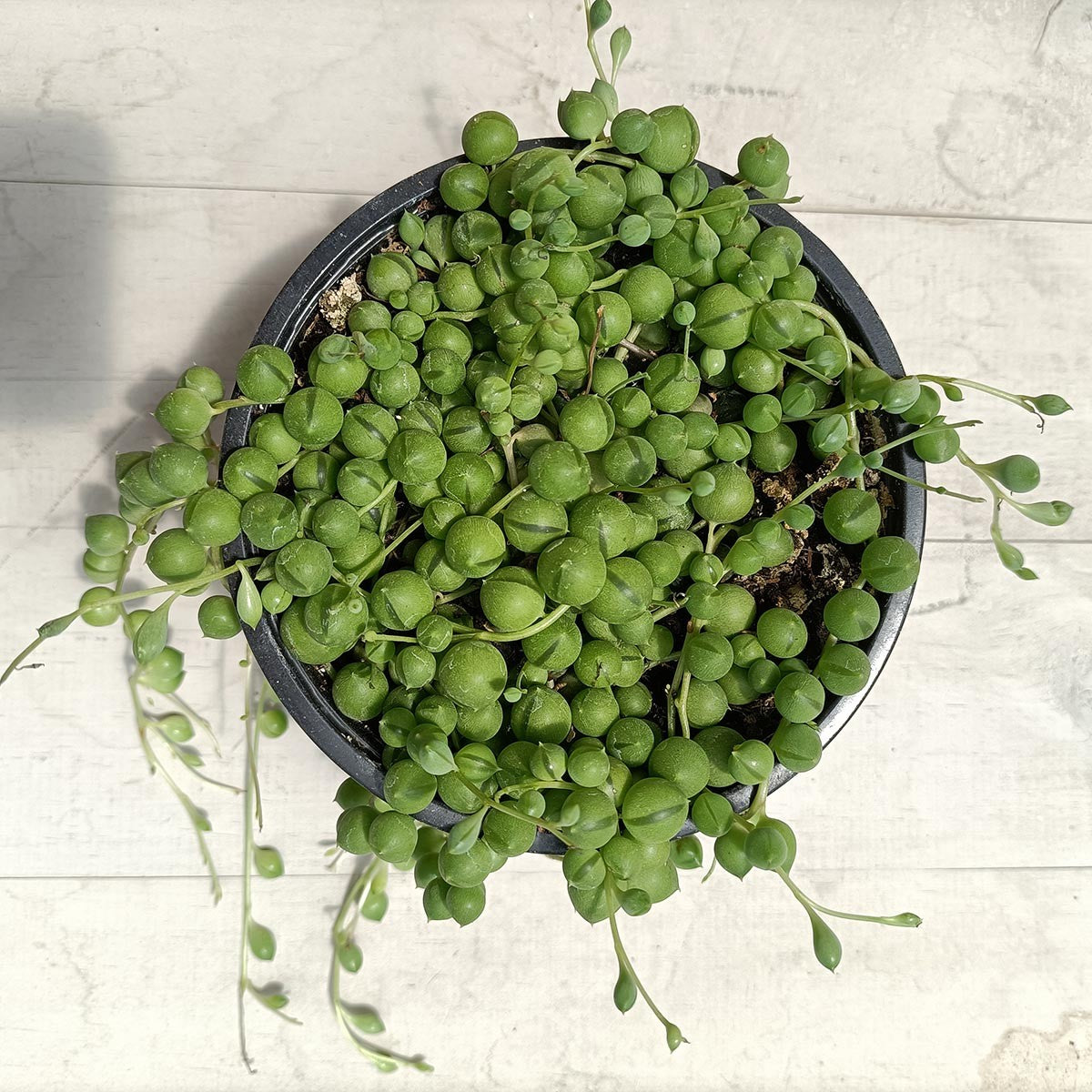 Senecio Rowleyanus Rosario