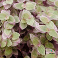 Callisia Repens pink