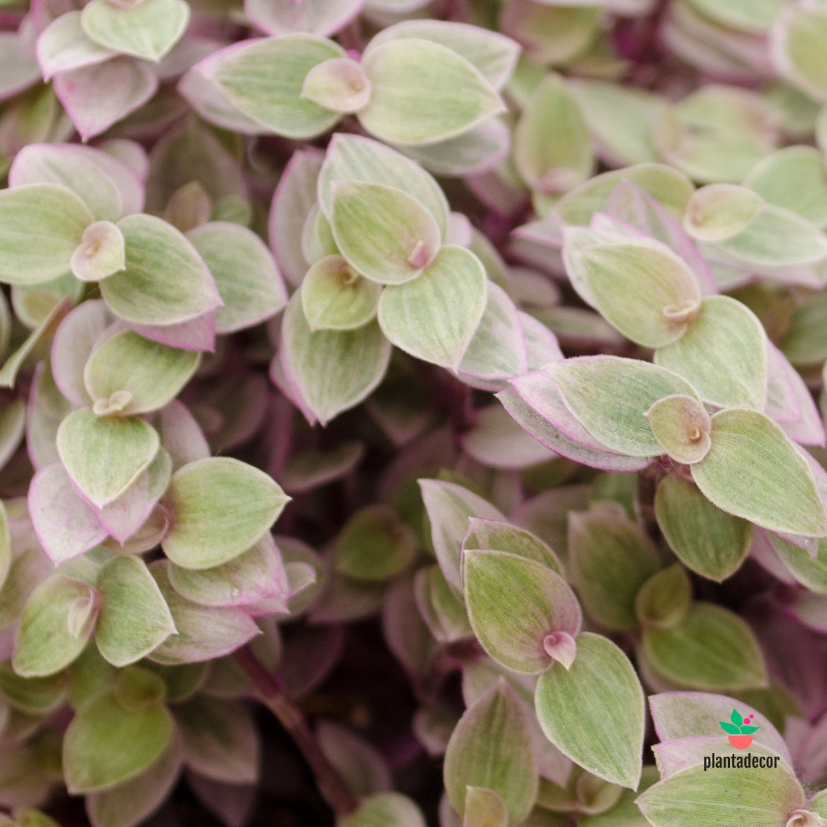 Callisia Repens pink