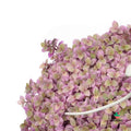 Callisia Repens 